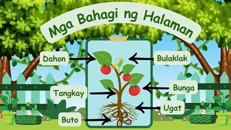 mga bahagi ng halaman drawing|WEEK 2 (MGA URI AT BAHAGI NG HALAMAN) .